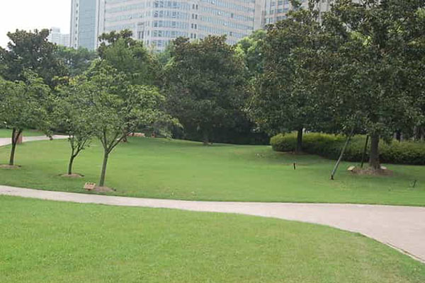 綠化養(yǎng)護(hù)如何成功移植植物？